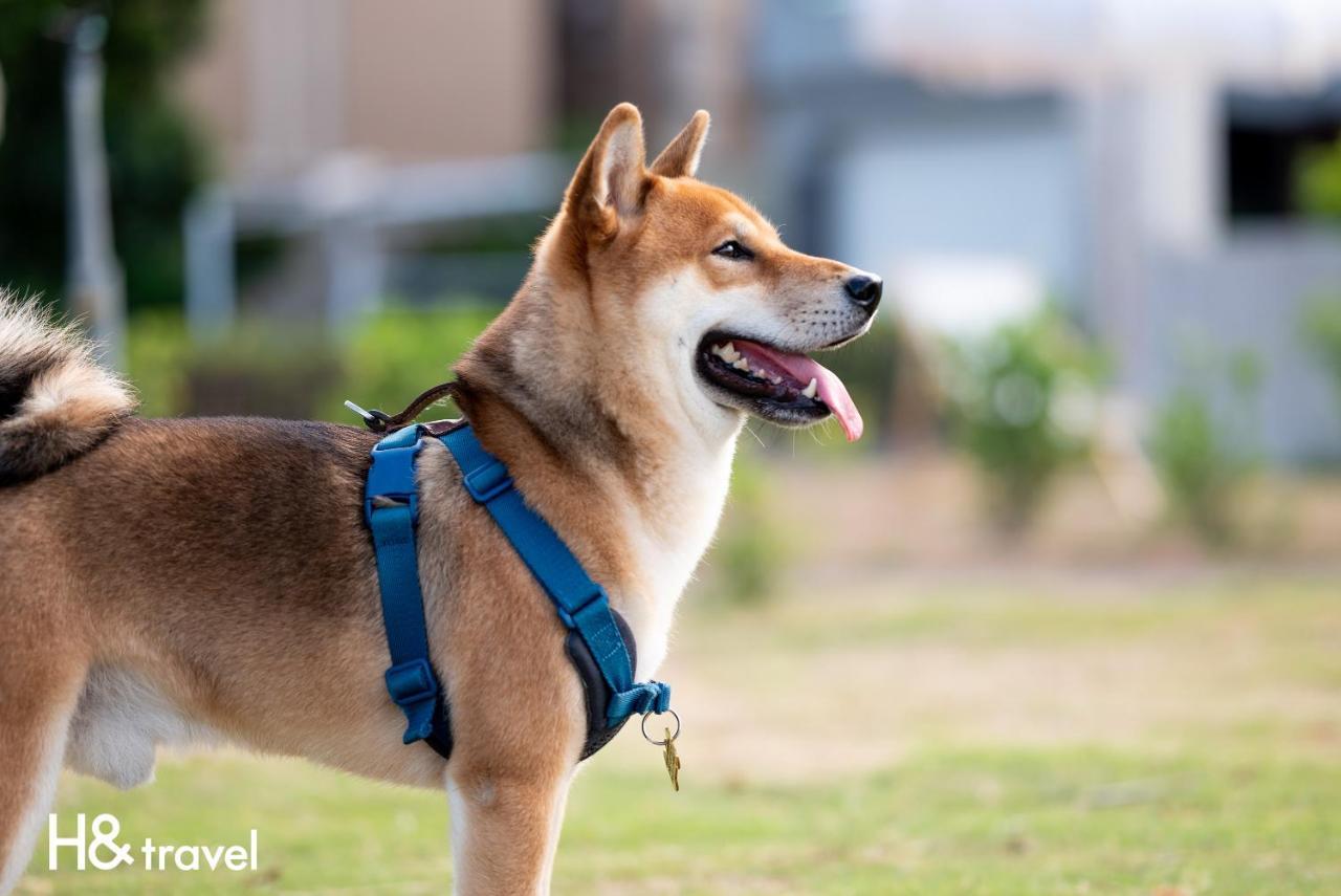 Taitung Rainbow Pet Friendly Maison Resort Εξωτερικό φωτογραφία